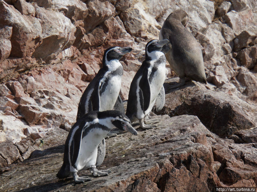 и сбежавшие из Антарктиды пингвины Перу