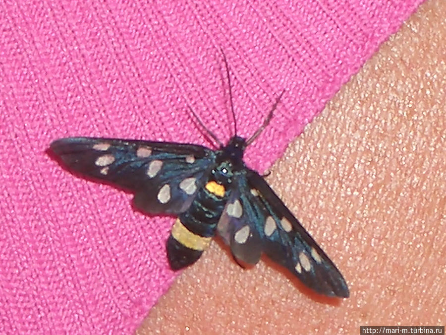 Фарфалла. Бабочка на плече. От этих, казалось бы, невинных созданий итальянские лесничие спасают уникальные деревья, в том числе и ту самую сосну (см. фотографию)