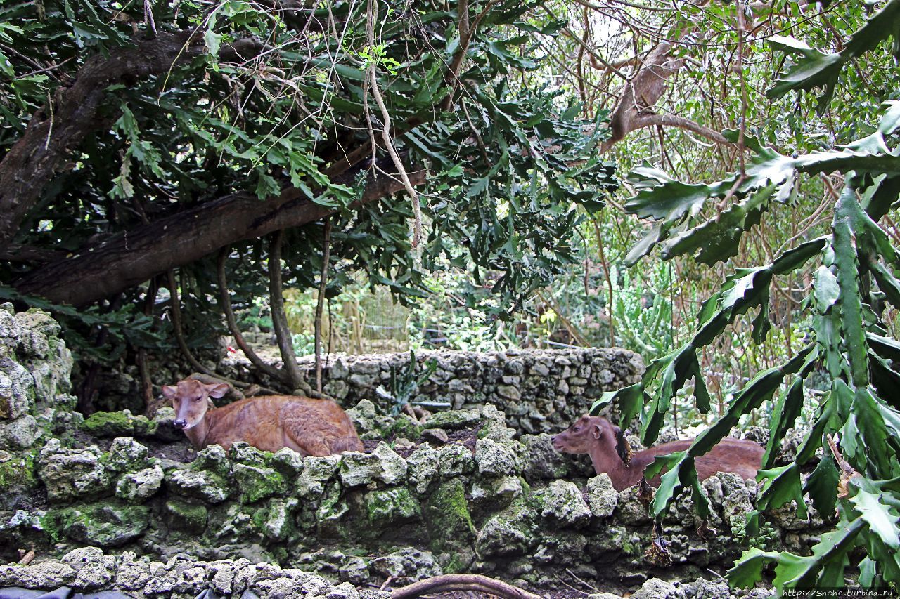 Барбадосский заповедник Барбадосский природный резерват, Барбадос