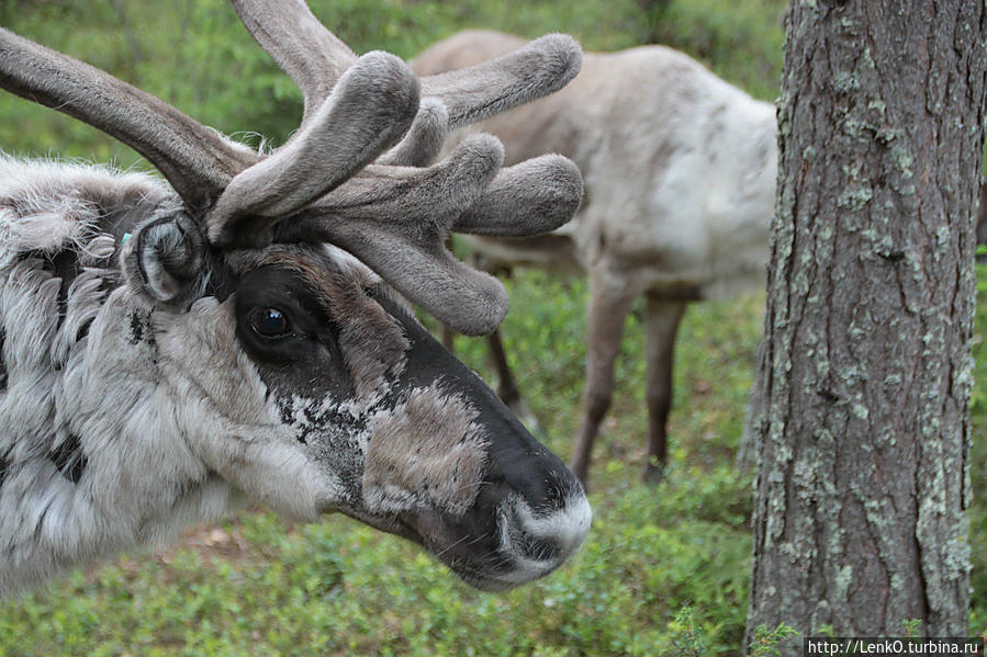 Sieriporo Safaris Провинция Лапландия, Финляндия