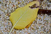 Хотя началась зима, осень все еще напоминает о себе красивыми желтыми тонами опавшей листвы. Здесь же видно что песок на местных пляжах вовсе не песок, а небольшие мелкие камушки. идеальные как для лежания на пляже так и тренировок...
