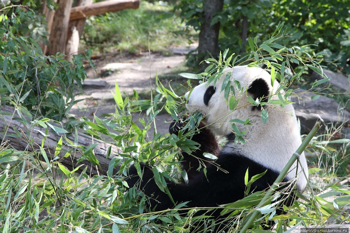 Вена 2019 — Зоопарк Вена, Австрия