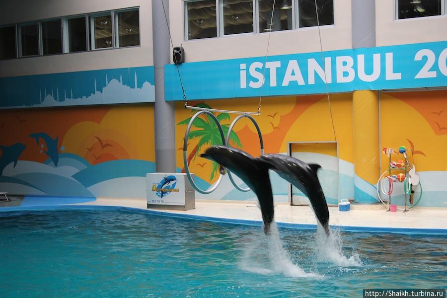 Стамбульский дельфинарий Стамбул, Турция