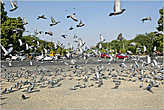 На площади у музея всегда много голубей...