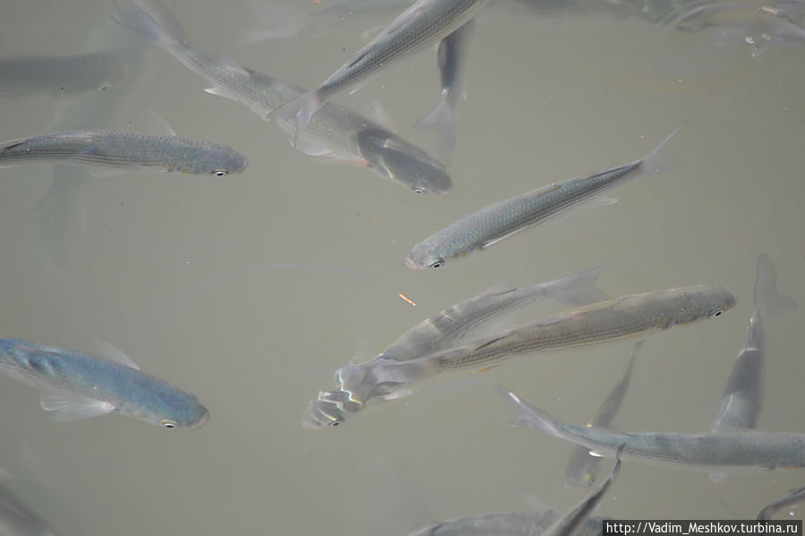 Рыбы на пристани для яхт Марина Агадир