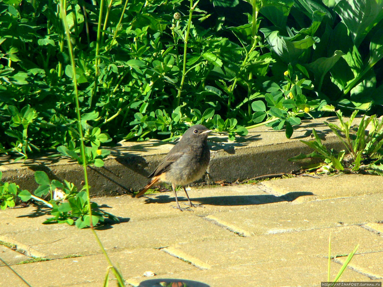 Незваная гостья Москва и Московская область, Россия