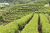 Чайные плантации Лунцзинь