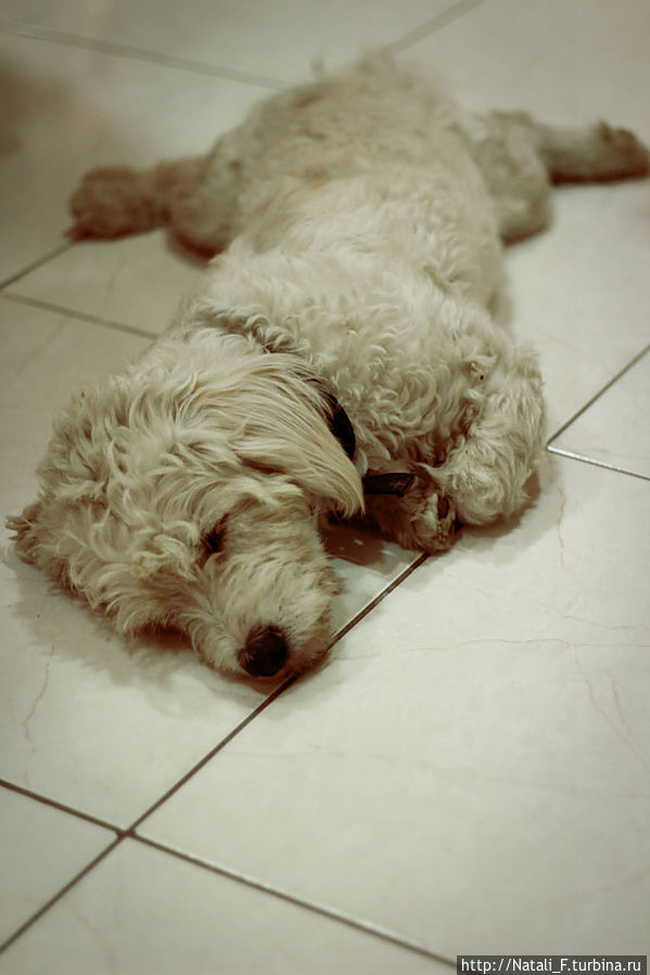 Без задних лап :)