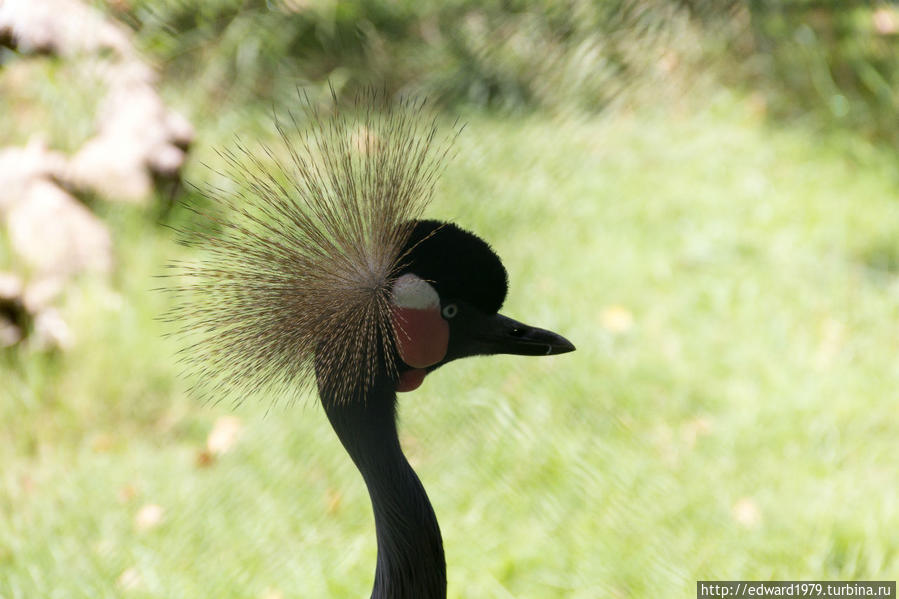 Зоопарк Барселоны Барселона, Испания