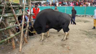 Жертвенный митхун