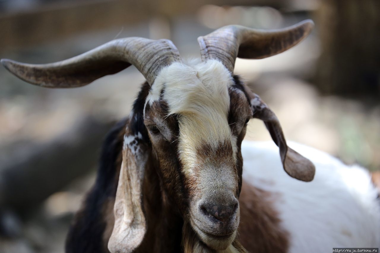 Зоопарк Манилы Манила, Филиппины