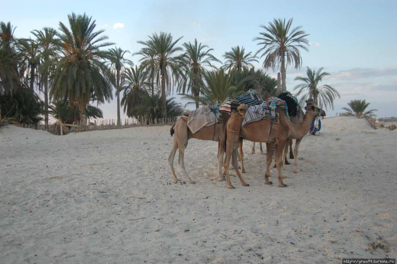 Как мы с верблюдом по Сахаре рассекали Дуз, Тунис