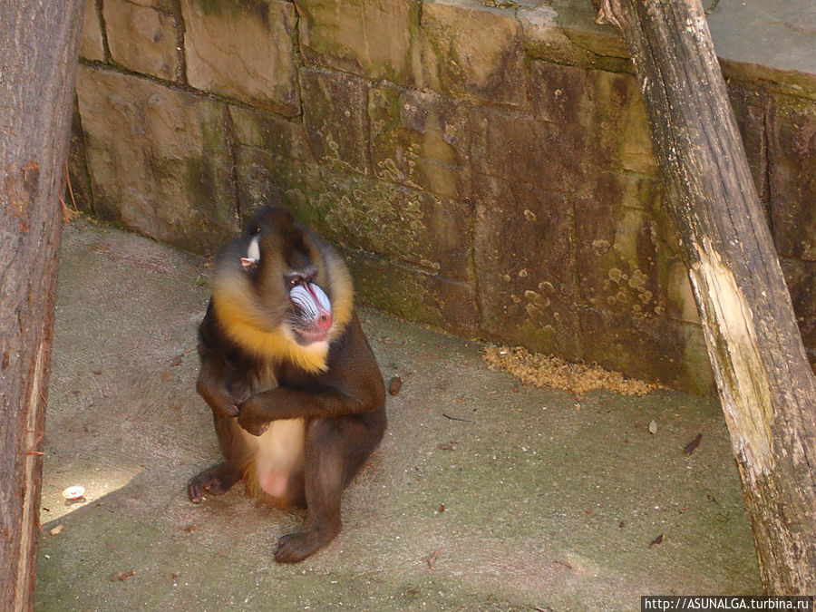 Зоопарк в Барселоне (Barcelona Zoo) находится практически в центре города. Это одно из популярных и наиболее часто посещаемых мест в Барселоне. Замечательный вариант отдыха для всей семьи. Здесь содержится около 8000 животных и более 400 видов со всех континентов земного шара. К радости и детей, и взрослых, в зоопарке представлены веселые и игривые детеныши диких кошек... Барселона, Испания