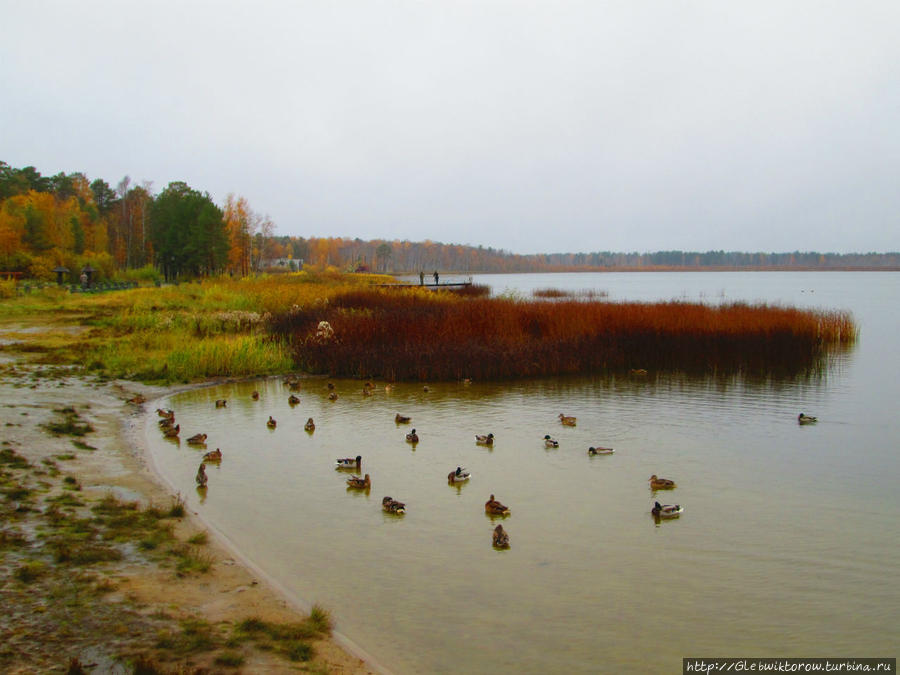 Озеро Малый Тараскуль — озеро слепней Тюмень, Россия