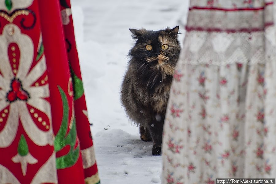 Самым прикольным моментом было появление кота, который тоже любит поэзию. Но он быстро ретировался...
* Воронеж, Россия