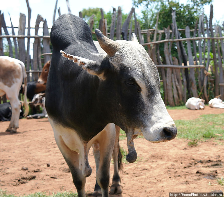 Кей-Афар: базарный день Кей-Афар, Эфиопия