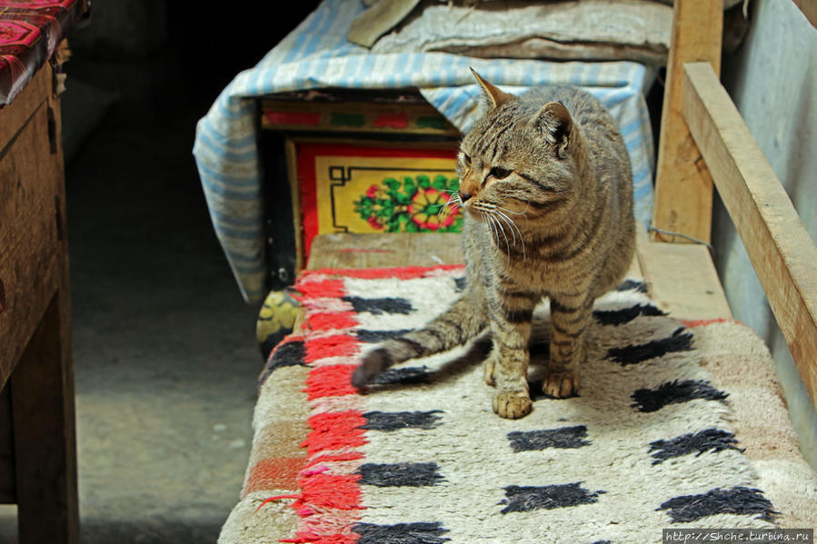 в этом гест-хаузе живет самая ухоженная кошка из встреченных нами в горах Царанг, Непал