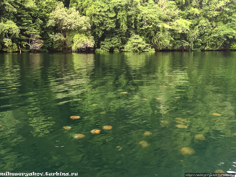 Озеро медуз в Палау