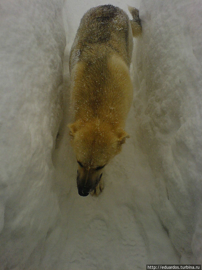 Муха -почти что белый медведь!!! ))) Ведено, Россия