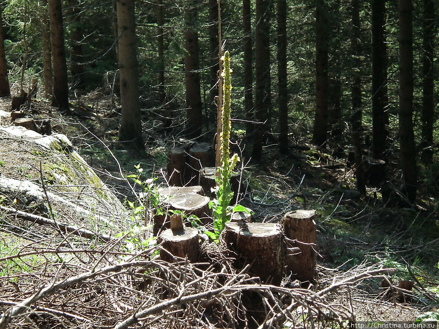 Грибам — место в блоге Ишгль, Австрия
