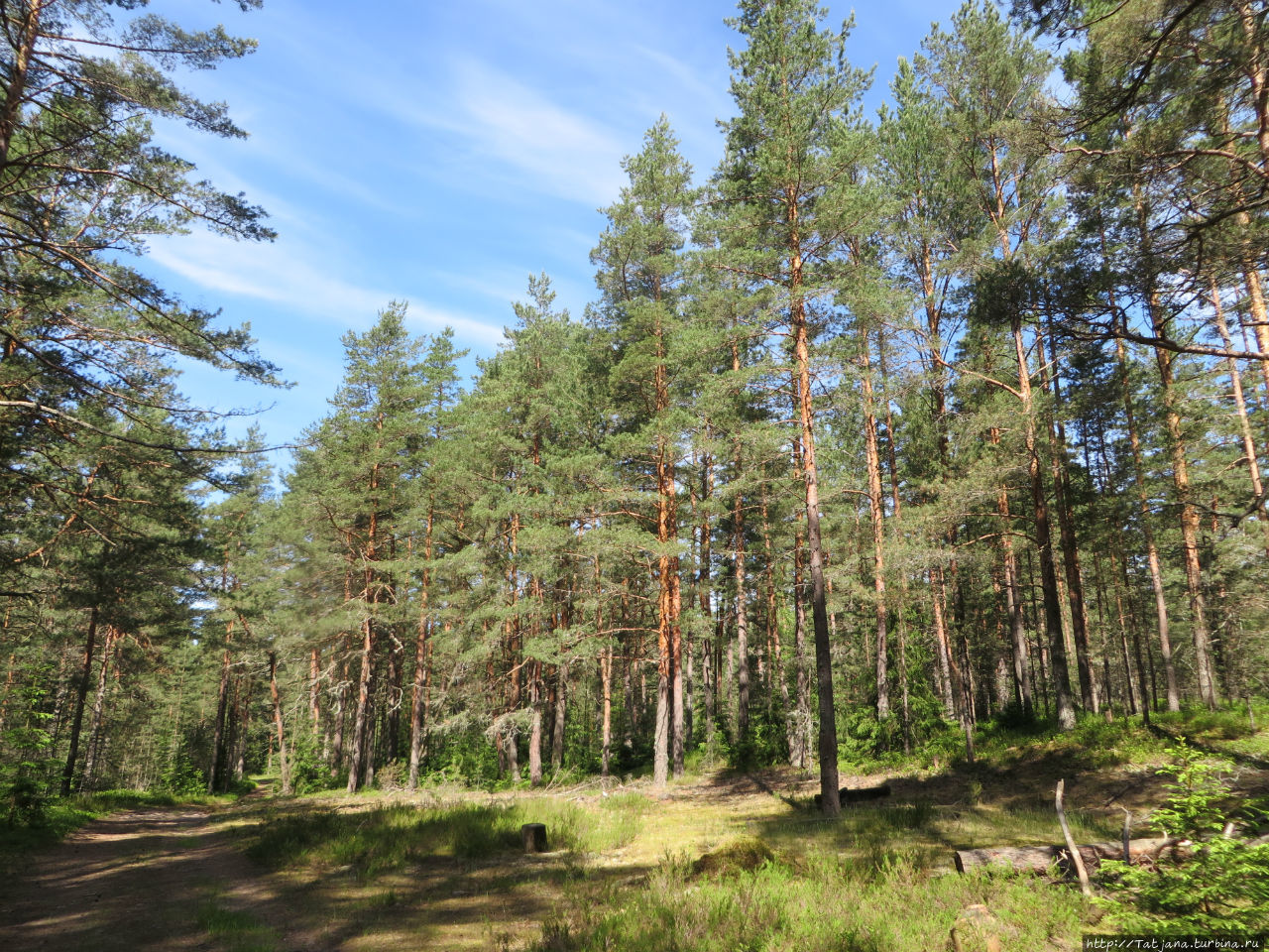 Лес — это гармония для души, а  лисички — гармония для тела Гакково, Россия