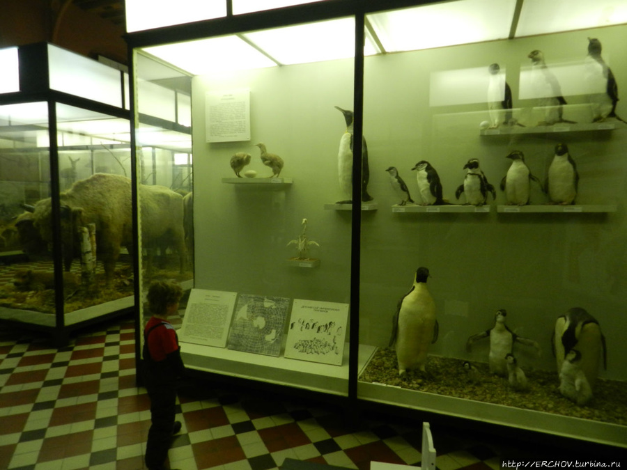 Зоологический музей Москва, Россия
