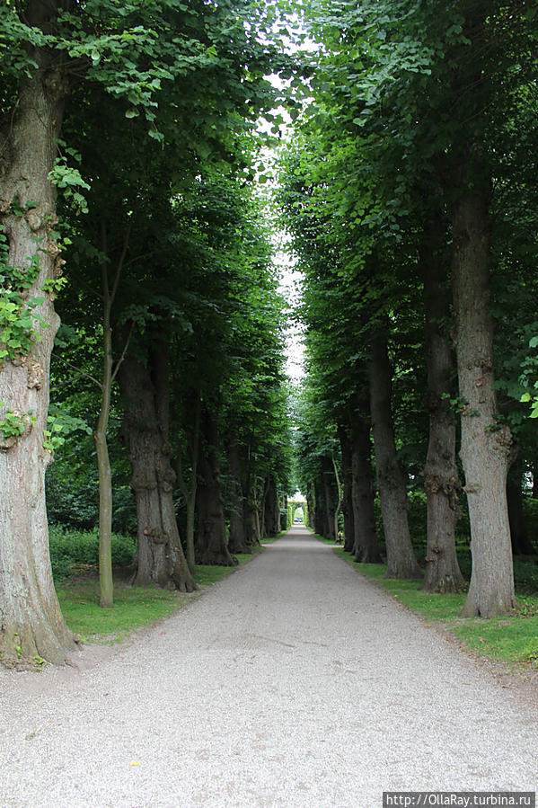 Длина аллеи — 100 метров, высота деревьев — 15 м.