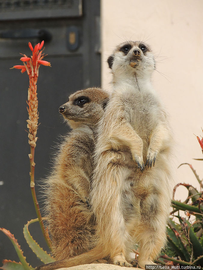 маленькие, но хищники!!! Рим, Италия