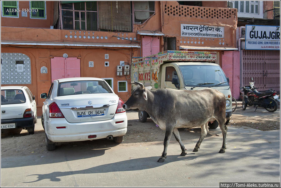 Вокруг у дороги — типичная индийская жизнь... Джайпур, Индия