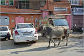 Вокруг у дороги — типичная индийская жизнь...