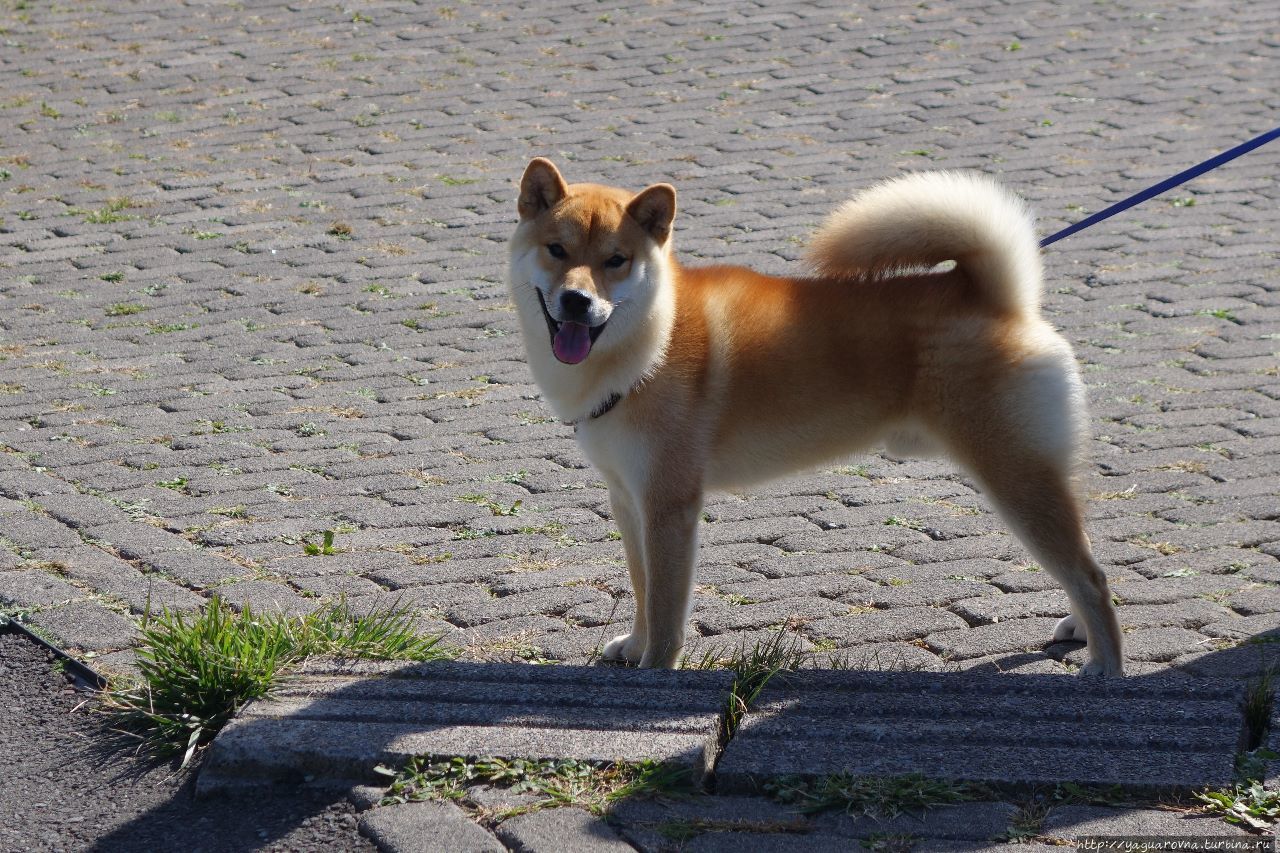 Собачья жизнь на японский манер Япония