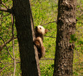 Бурый медвежонок.
Автор фото: Латыпов А.