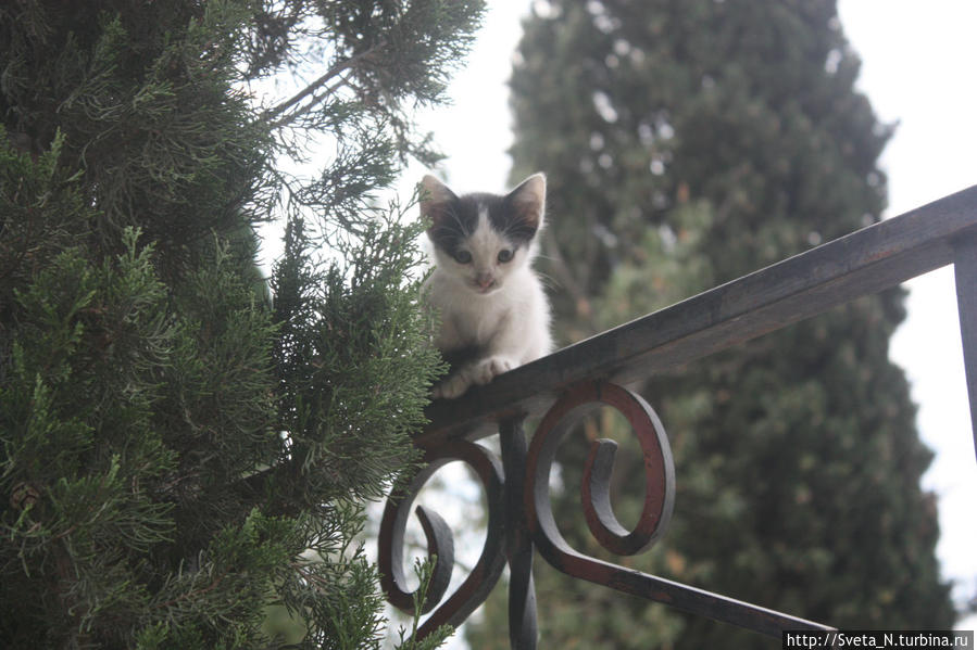 Котик лестничный, алуштинский Республика Крым, Россия