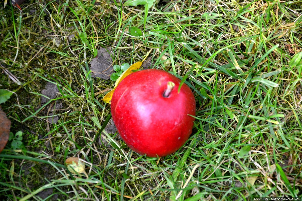 Осень. Зарянка. Родственные души Москва и Московская область, Россия