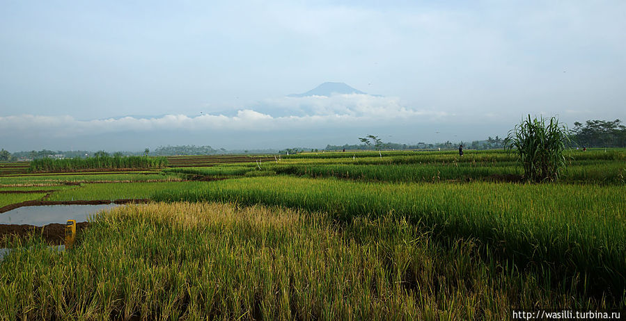 Рисовые поля у подножия вулкана. Ява, Индонезия