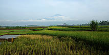 Рисовые поля у подножия вулкана.