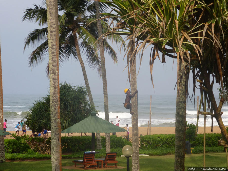Аттракцион в отеле: приходящий работник карабкается на пальмы, чтобы срезать сухие листья или кокосики, чтобы те не упали на головы отдыхающим Калутара, Шри-Ланка
