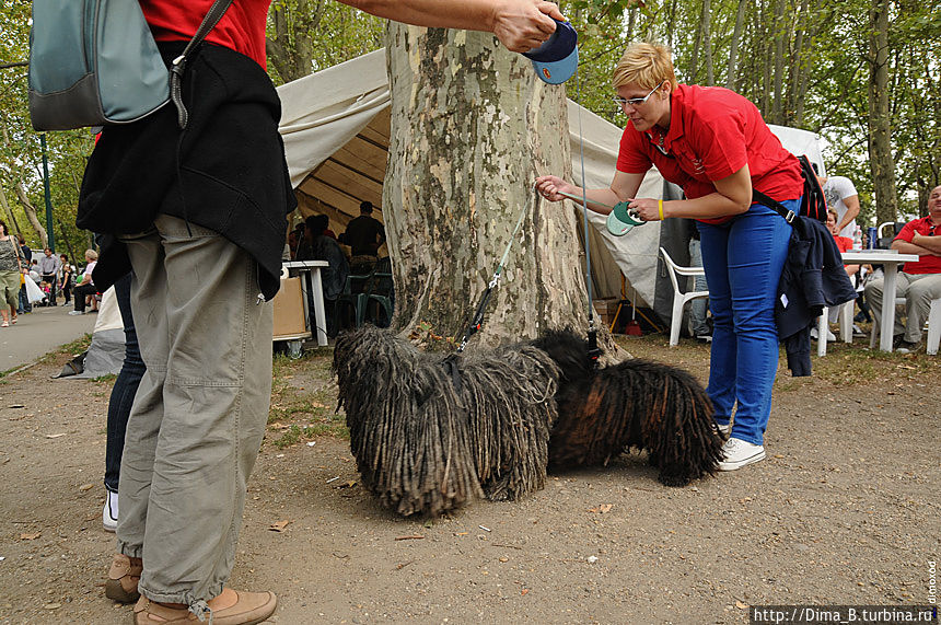 Собаки породы пули – венгерская гордость. Одна из самых распространенных пастушьих собак. У создателя Facebook Марка Цукерберга именно такая собака, к слову, тоже зарегистрированная на Facebook.

Непонятно где у нее перед, а где зад.
Сразу вспомнился анекдот про мужика, которого укусила волосатая собака, а он ей печенюшку протягивает. Ему говорят:
– Зачем ты это делаешь, она же тебя укусила?
– Мне бы только узнать, где у нее задница. Будапешт, Венгрия