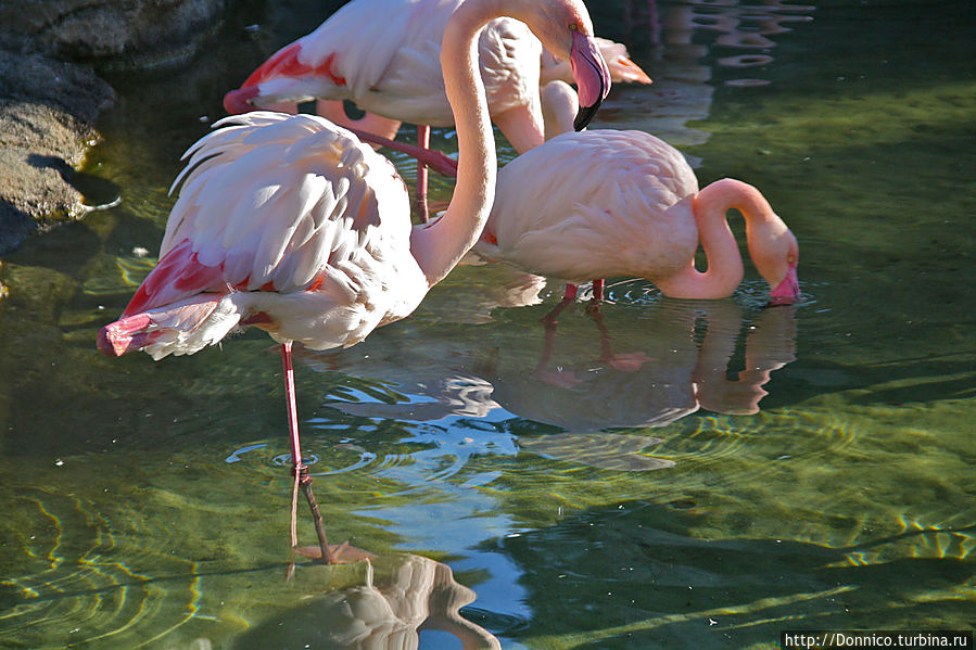 фламинго, которого за зря назвали дитя заката, встает очень рано, тщательно купается и чистит перья Валенсия, Испания