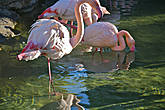 фламинго, которого за зря назвали дитя заката, встает очень рано, тщательно купается и чистит перья