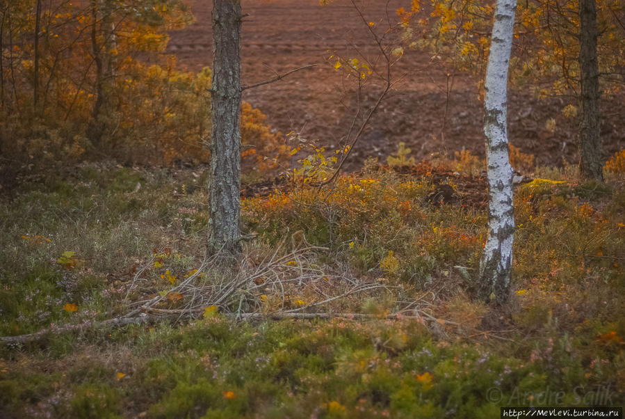 Природный заказник Ценас тирелис