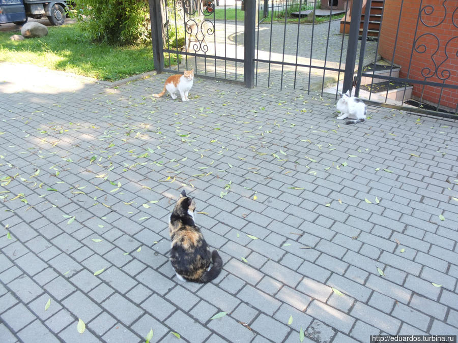 Мурчащие коты, яркие и не очень))) Санкт-Петербург, Россия