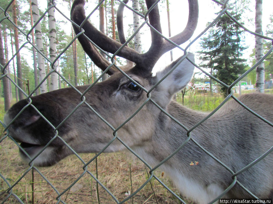 Северный олень....на Сайме Пункахарью, Финляндия