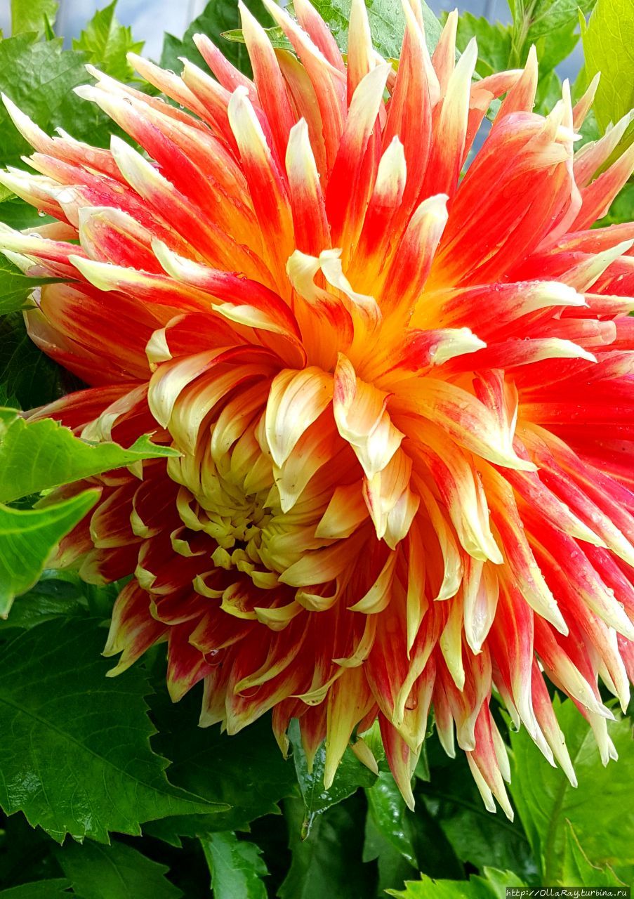 Вот что-что, но георгины в Петербурге всегда удаются, давно заметила! Вот что-что, но георгины в Петербурге всегда удаются, давно заметила!