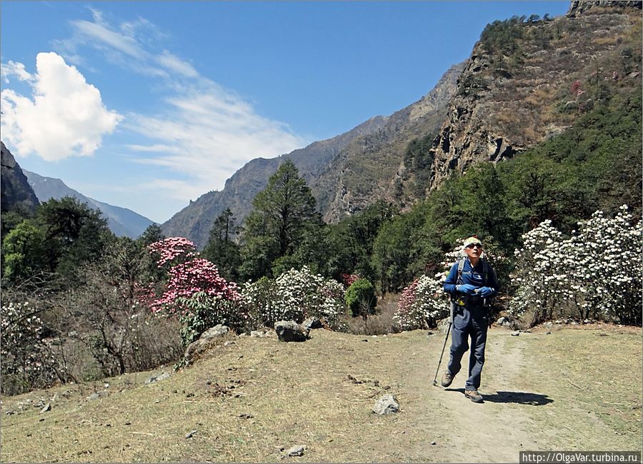 Идем на высоте 3030 метров, не спеша и любуясь окружающими нас видами. Горы как будто расступились, и мы оказались в той части долины, где проходит смена природных и климатических зон. Деревья рододендронов становятся всё ниже, превращаясь в кустарники. Вскоре они совсем исчезнут, и долина приобретет другой вид.. Лангтанг, Непал