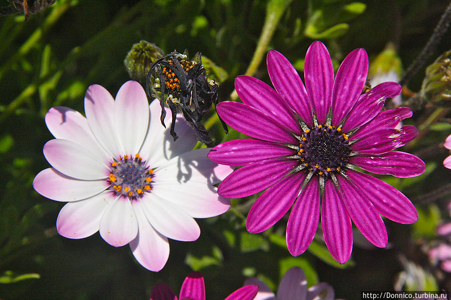 Весенний бранч на нашем дворе Каталония, Испания