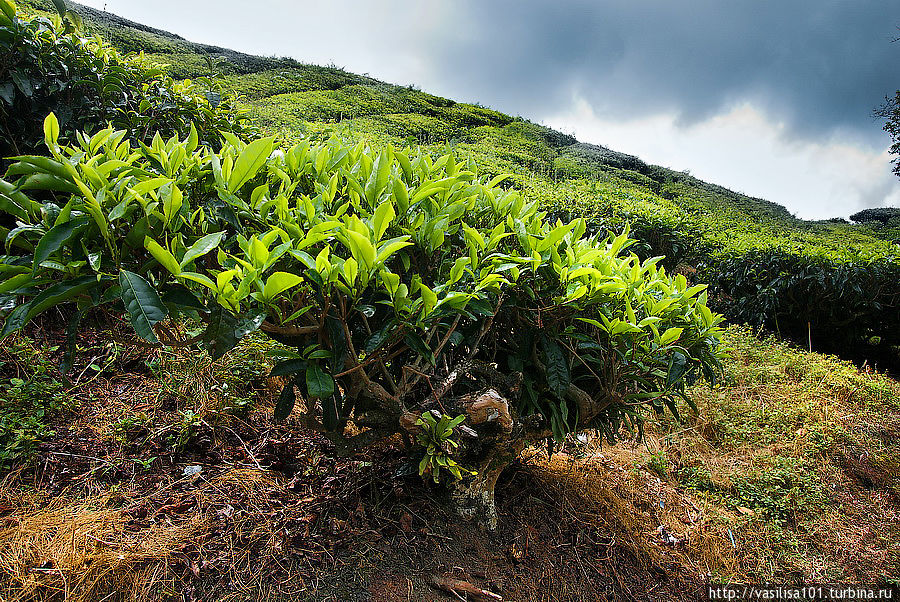 Чайные плантации — Sungai Palas Boh Tea Estate Танах-Рата, Малайзия