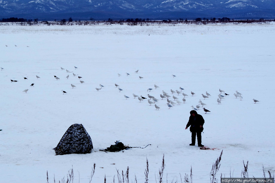 Чайки разместились подальше  от людей и ждут... Южно-Сахалинск, Россия