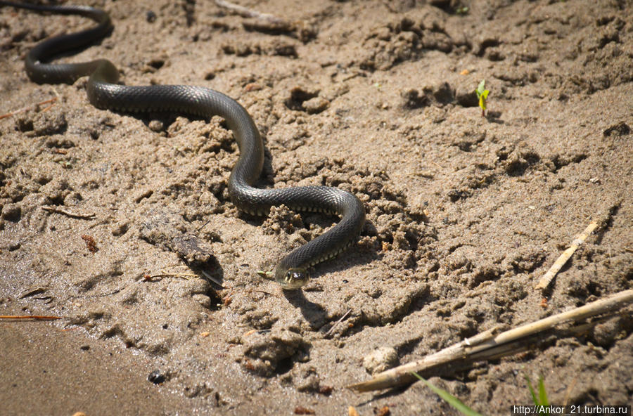 Чваниха — райский уголок Кировская область, Россия