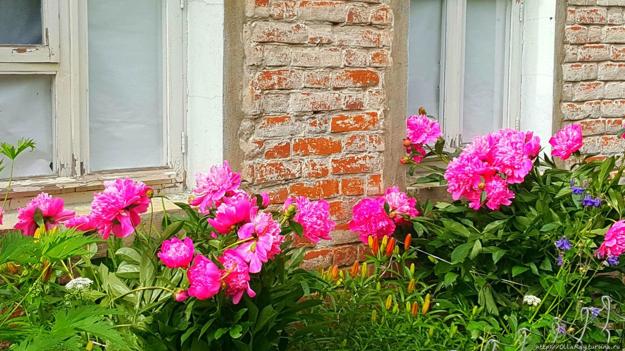 Но несколько раньше вас порадуют пионы. Очень люблю эти цветы, но мне  всегда казалось, что растить их сложно. Однако ж вот в Кашине чуть не в каждом дворе видели крупные розовые шапки.